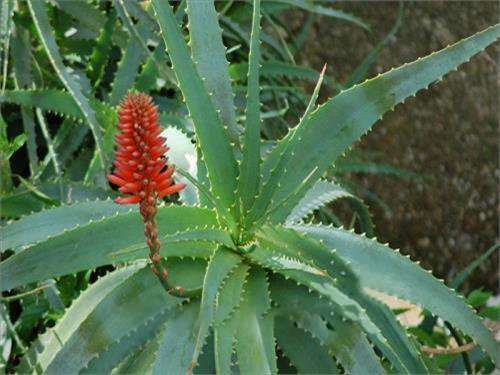 Συντονιστική Επιτροπή